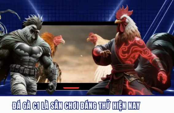 Sảnh đá gà C1 trên 8xbet với các trận chọi kê phát trực tiếp
