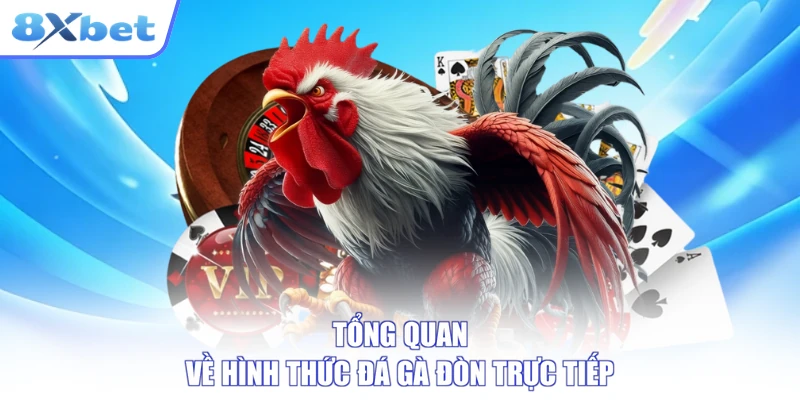 Trận đá gà đòn trực tiếp với hai chiến kê gà nòi trên sới