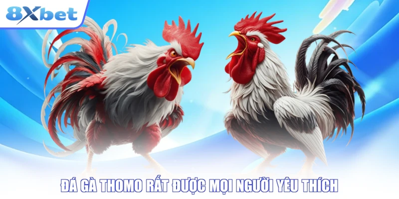 Trận đá gà Thomo được phát trực tuyến trên 8xbet