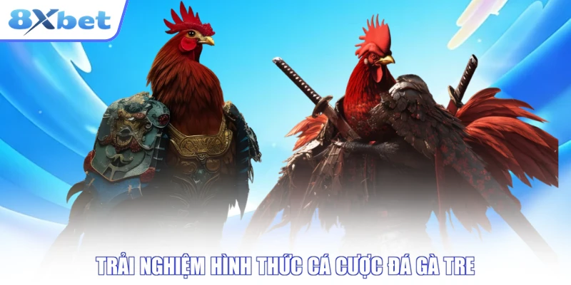 Trận đá gà trực tiếp thể loại gà tre dành cho người mới