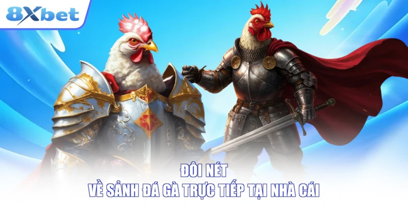Sảnh đá gà trực tiếp trên 8xbet với khung phát sóng sắc nét